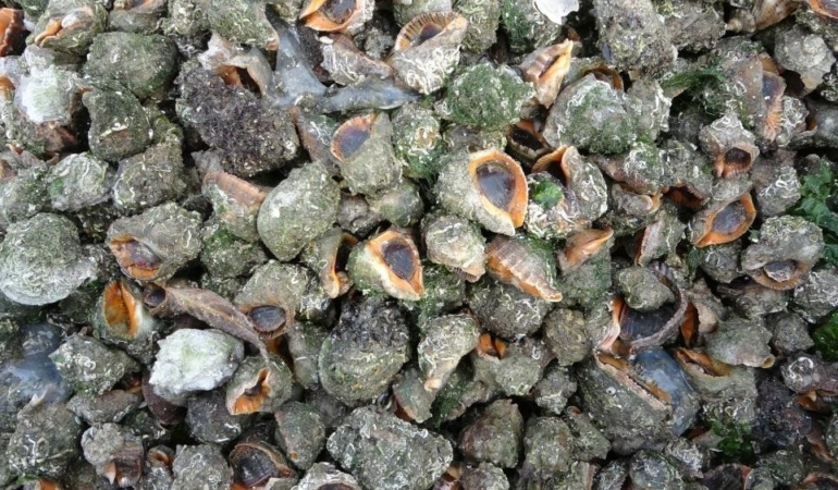 karadeniz-icin-en-buyuk-iki-tehdit-deniz-salyangozu-ve-tarakli-meduz-wkzrqx1T.jpg