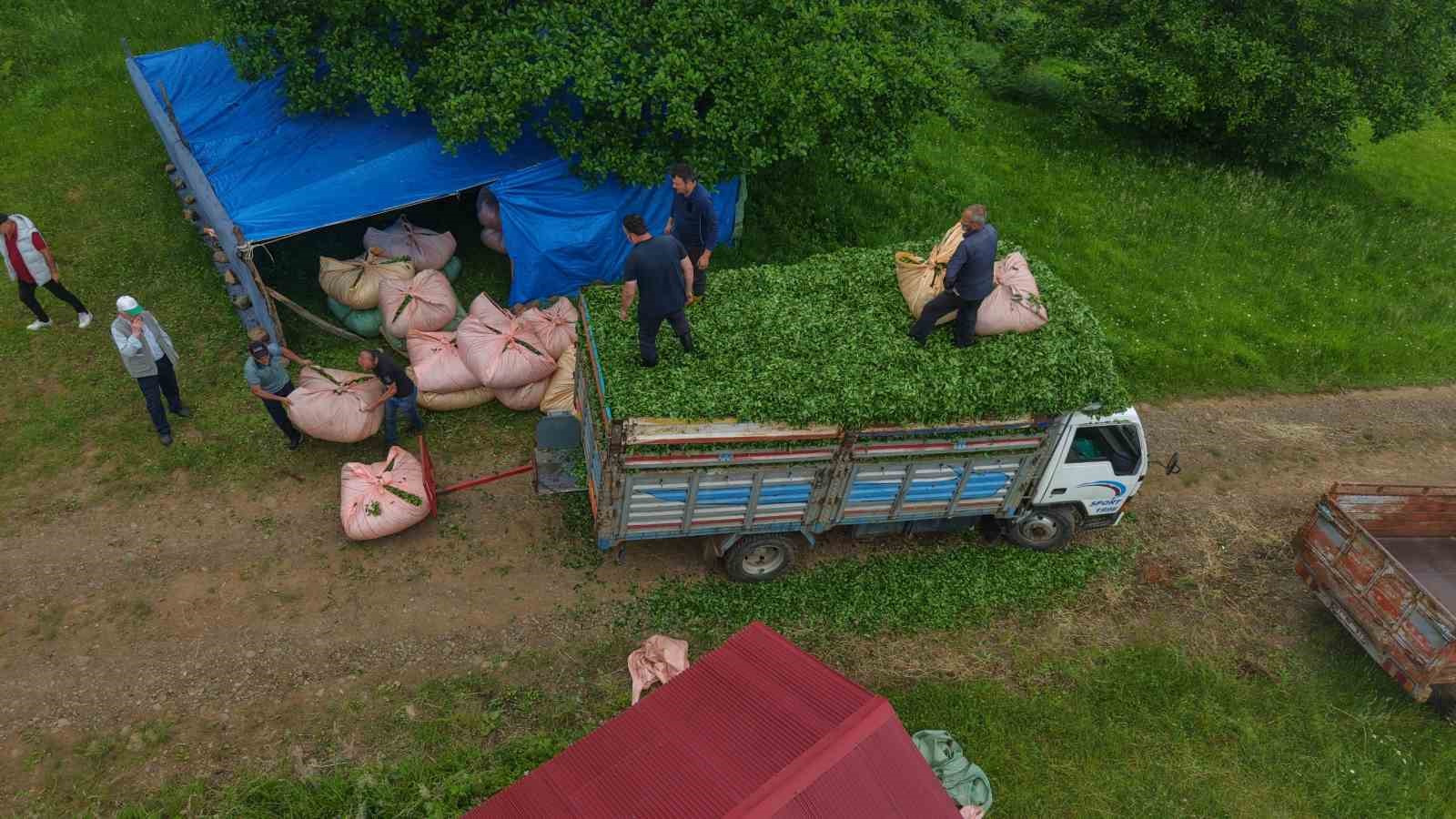 Karadeniz insanı yine zekasını konuşturdu, zor işi kolaylaştırdı 4 karadeniz insani yine zekasini konusturdu zor isi kolaylastirdi 0
