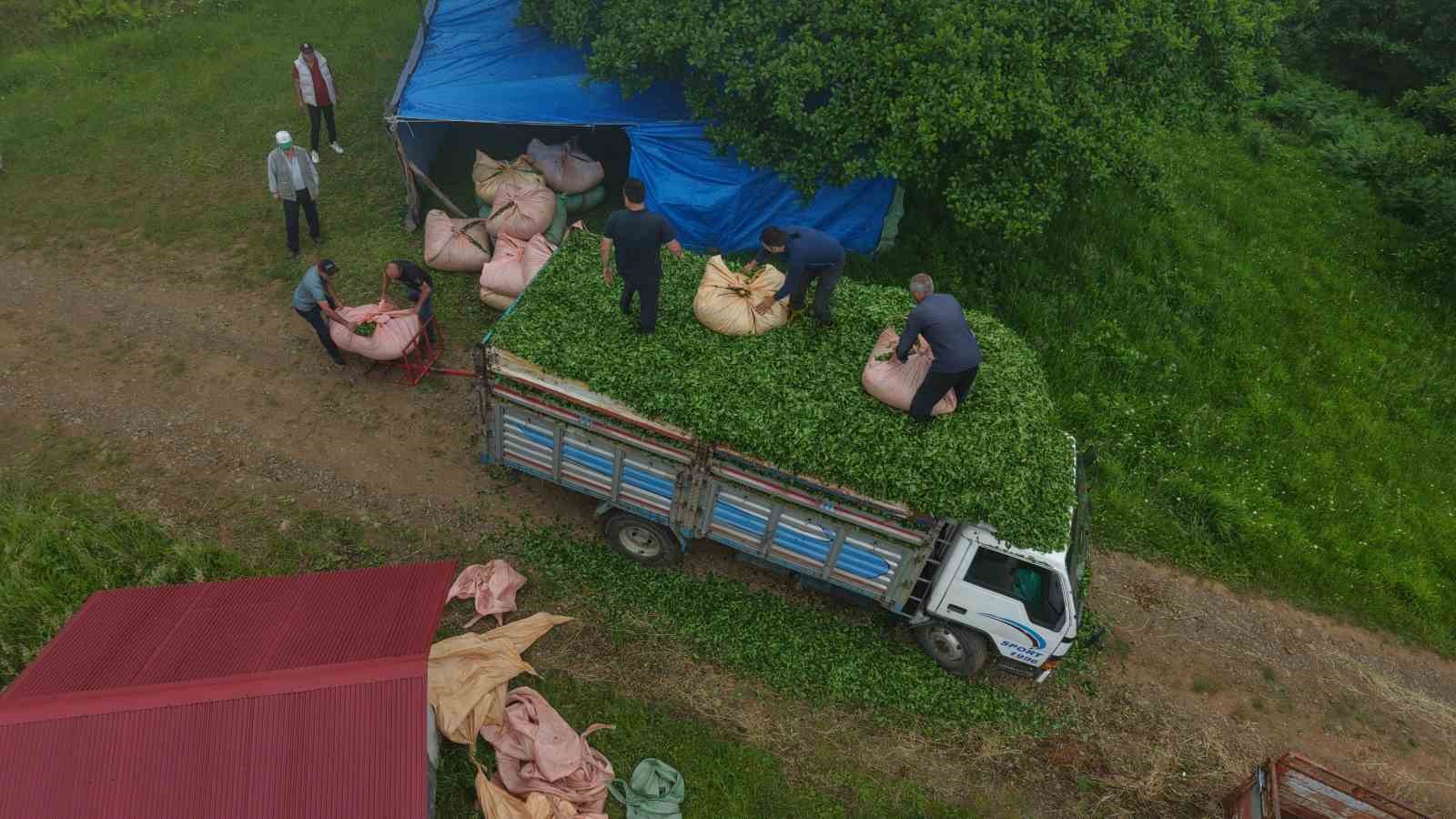 Karadeniz insanı yine zekasını konuşturdu, zor işi kolaylaştırdı 5 karadeniz insani yine zekasini konusturdu zor isi kolaylastirdi 1 gSvUcprL