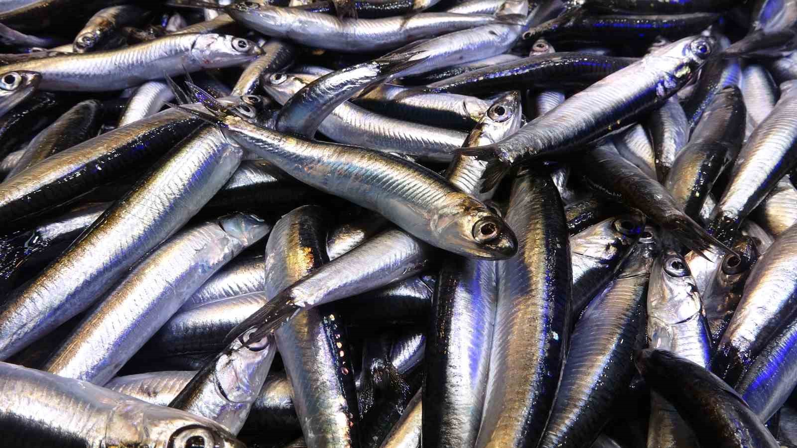 karadeniz son 35 yilin en bereketli hamsi sezonunu yasiyor 2 UbTVJwje