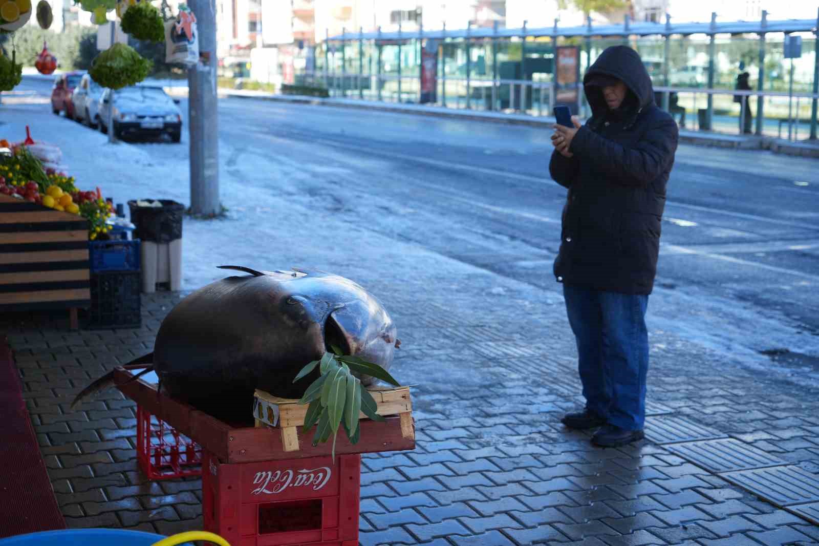 karadenizde avlanan 353 kiloluk dev orkinos ilgi odagi oldu 2 sbdEWluK