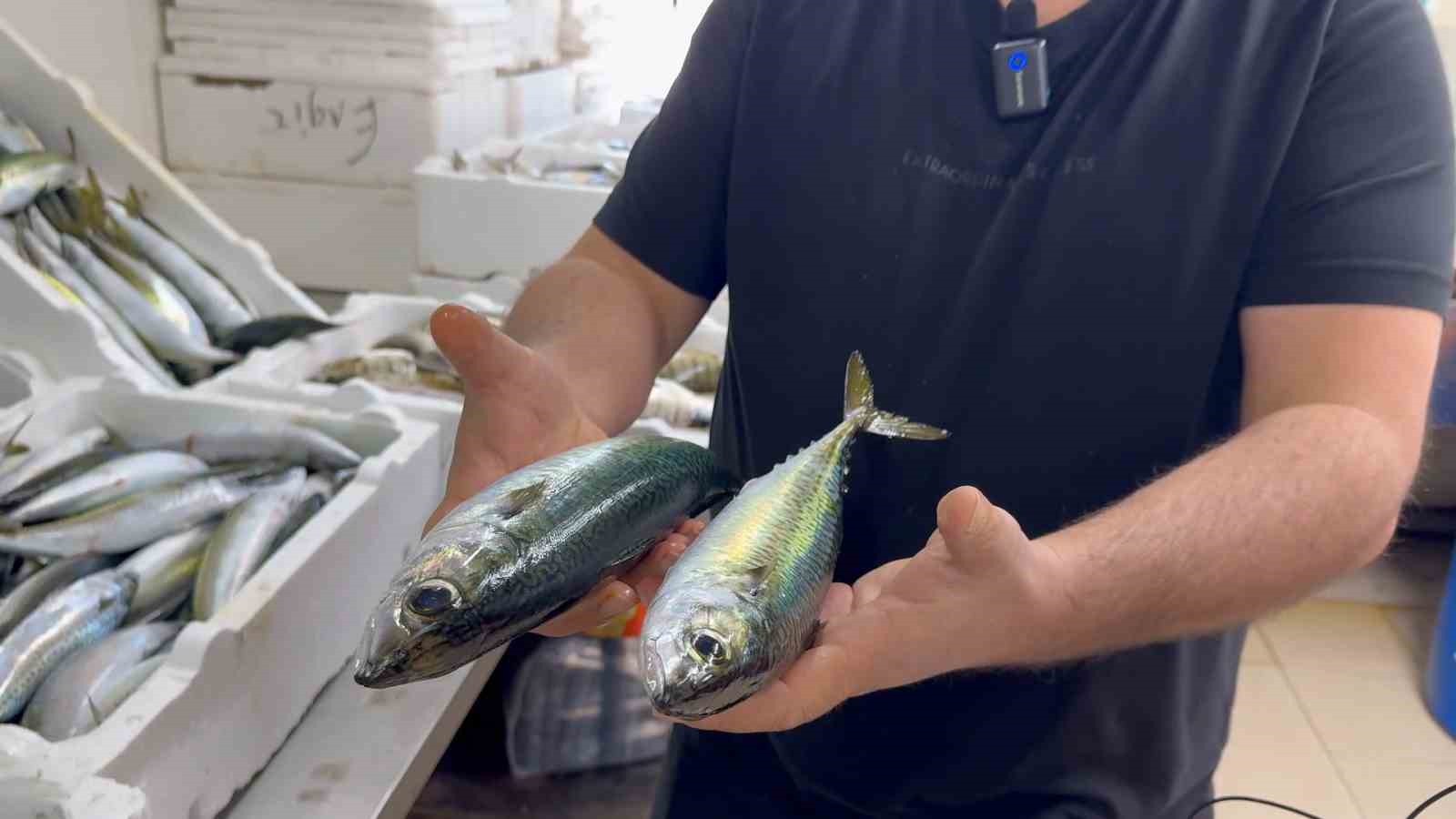 karadenizde hamsi bereketi diger balik turlerini de canlandirdi 1 Rqq7JiiR