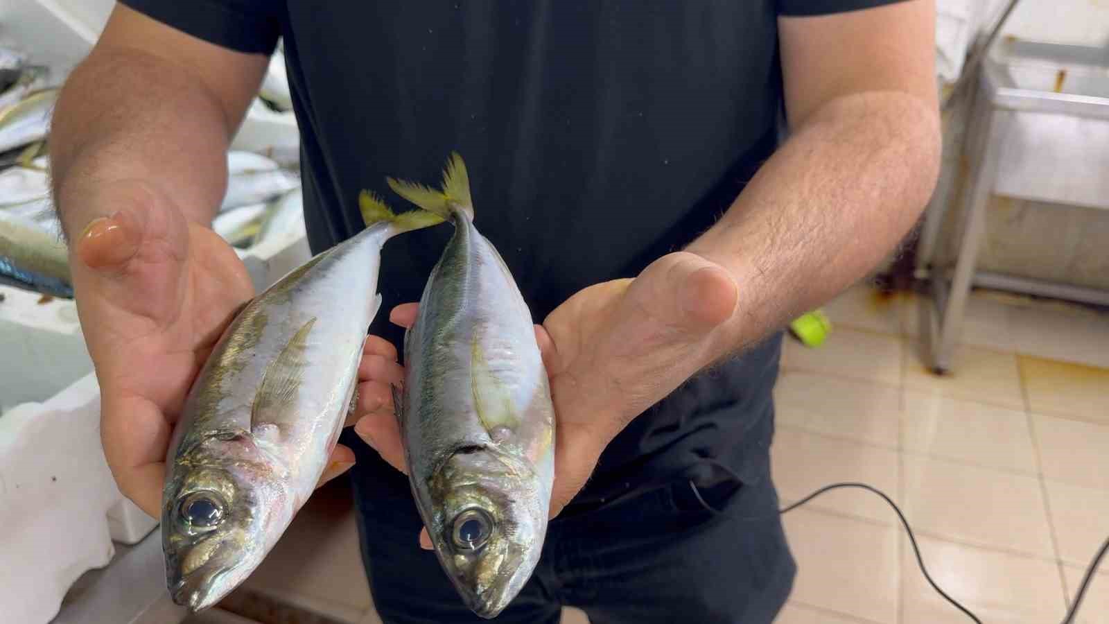 karadenizde hamsi bereketi diger balik turlerini de canlandirdi 2 C6wpmlgc