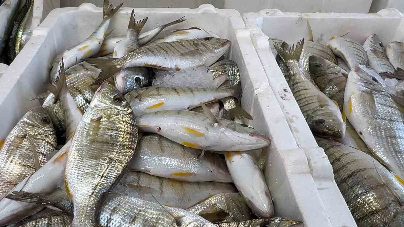 karadenizde hamsi bereketi diger balik turlerini de canlandirdi 4 HmqUVWJb