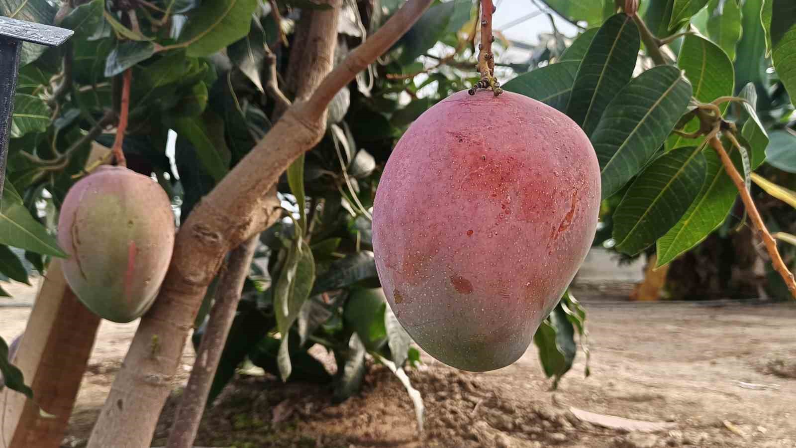 karadenizde muz ve mango yetisiyor 1 uuMX5JKa