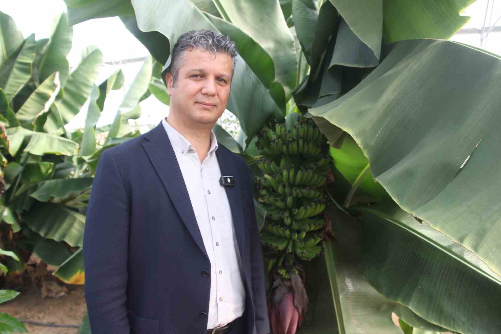 karadenizde muz ve mango yetisiyor 2 XpPLNZaU