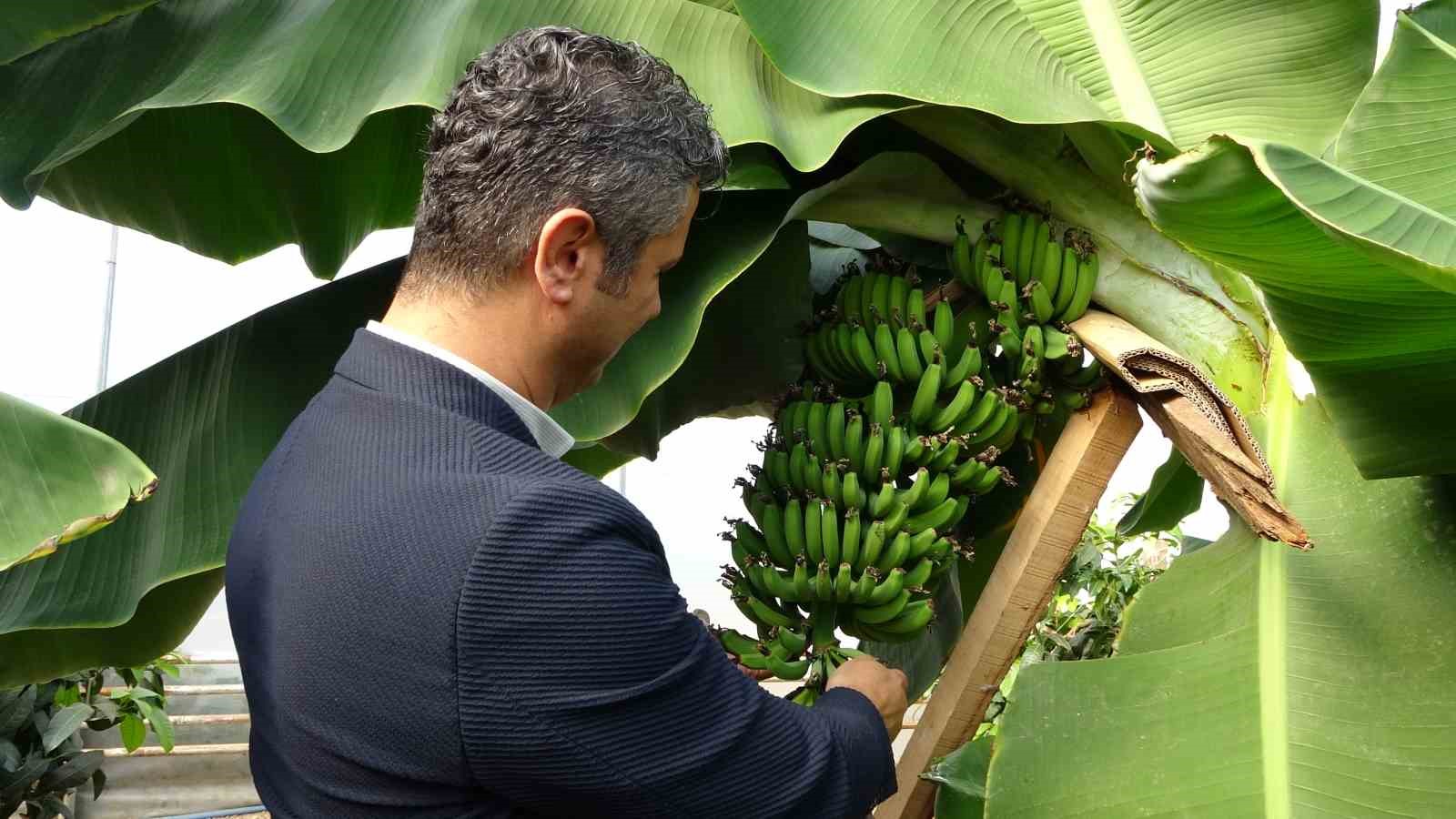 karadenizde muz ve mango yetisiyor 3