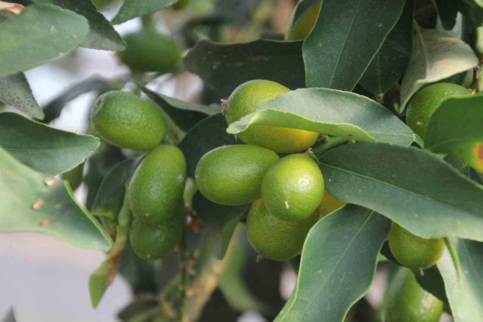 karadenizde muz ve mango yetisiyor 7 6Ckk4Olh