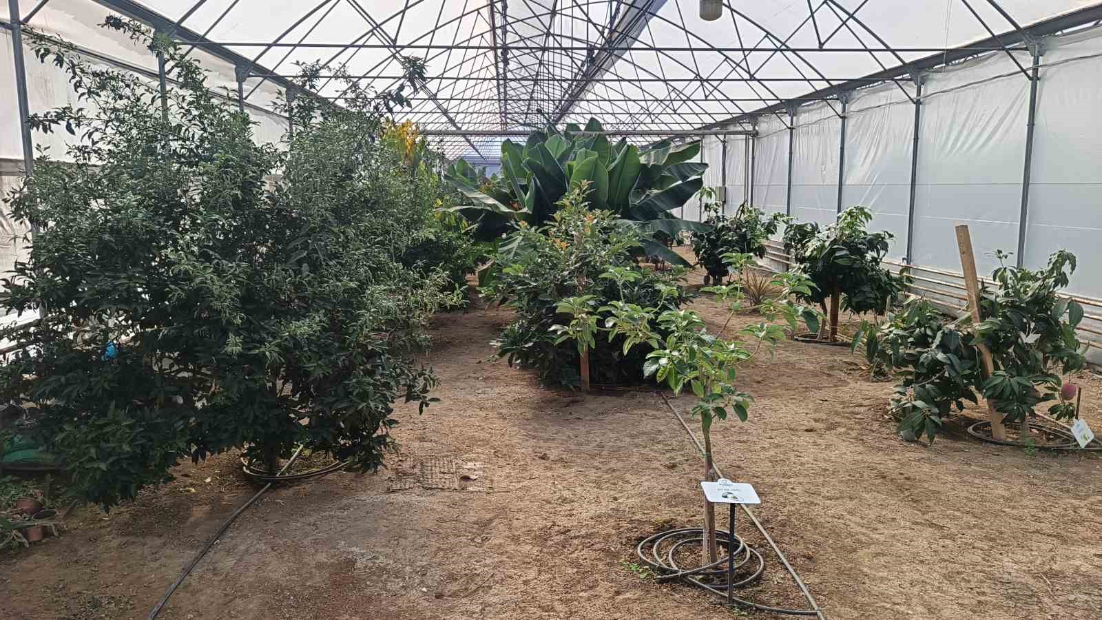 karadenizde muz ve mango yetisiyor 9
