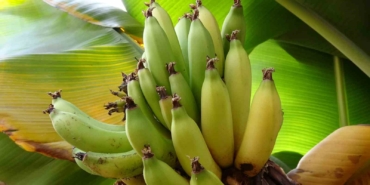 karadenizde-muz-ve-mango-yetisiyor-aepRl6fZ.jpg