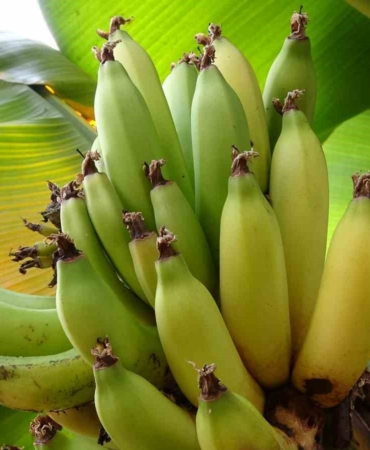 karadenizde-muz-ve-mango-yetisiyor-aepRl6fZ.jpg