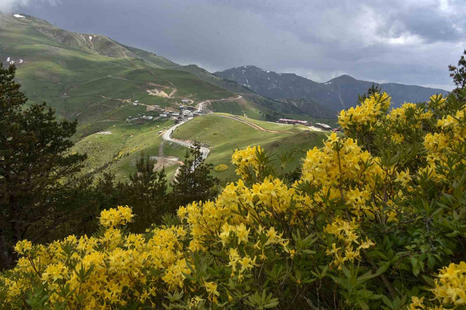 Karadeniz’in doğal mirası "komar çiçeği" ve "deli bal" için coğrafi değer ve bilinçli tüketim uyarısı 7 karadenizin dogal mirasi komar cicegi ve deli bal icin cografi deger ve bilincli tuketim HCRKSeME