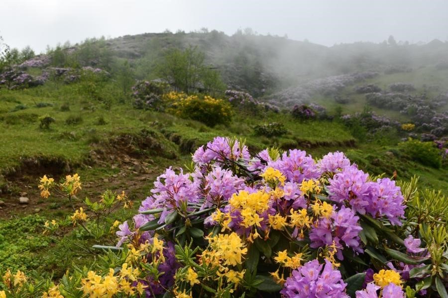 Karadeniz’in doğal mirası "komar çiçeği" ve "deli bal" için coğrafi değer ve bilinçli tüketim uyarısı 6 karadenizin dogal mirasi komar cicegi ve deli bal icin cografi deger ve bilincli tuketim Q9dDs1Xe