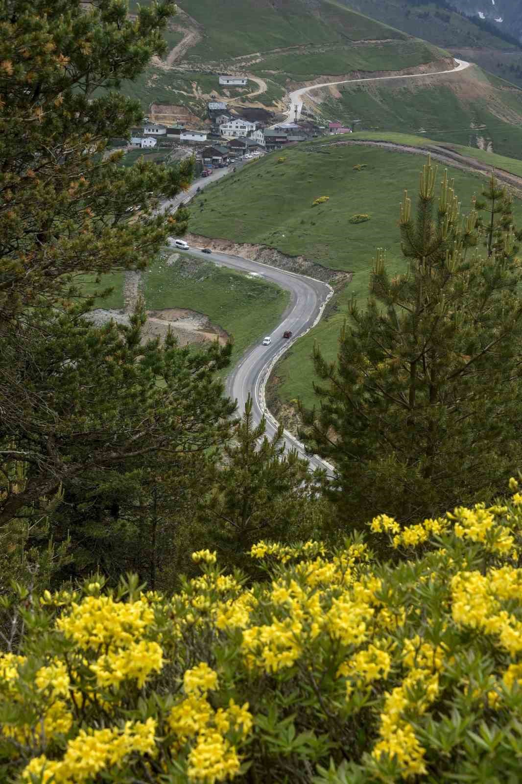 Karadeniz’in doğal mirası "komar çiçeği" ve "deli bal" için coğrafi değer ve bilinçli tüketim uyarısı 10 karadenizin dogal mirasi komar cicegi ve deli bal icin cografi deger ve bilincli tuketim siwU6Pyn