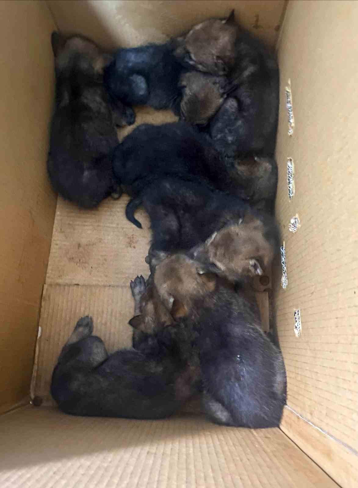 karakocanda bulunan 7 yavru kurt koruma altina alindi 0 gvksL1Zl