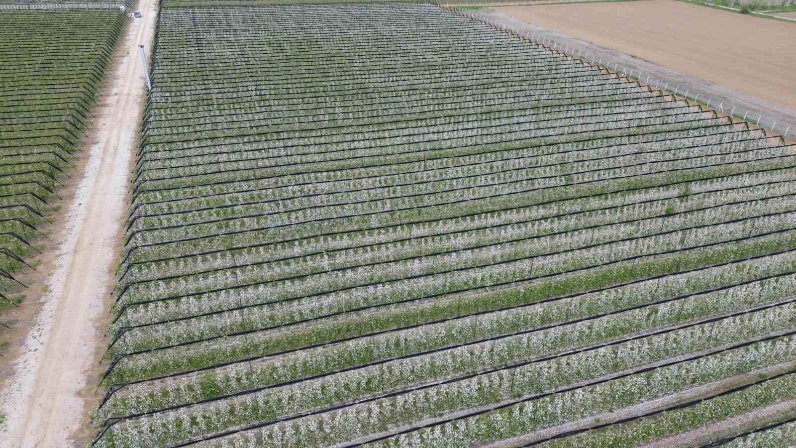 karamanda 16 milyon elma agaci cicek acarak gelinligini giydi 1 YlFCieD7