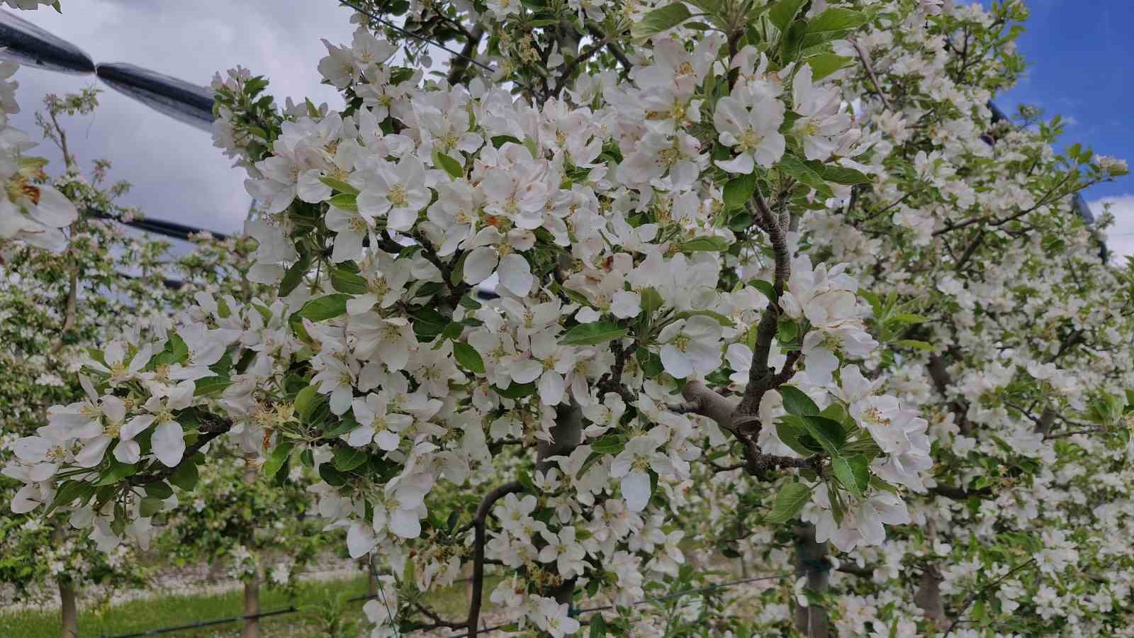 karamanda 16 milyon elma agaci cicek acarak gelinligini giydi 6 FcygjD81