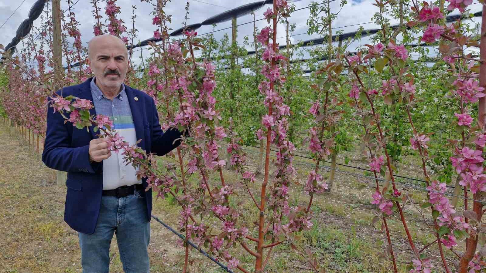 karamanda 16 milyon elma agaci cicek acarak gelinligini giydi 7 HpdCwvGw
