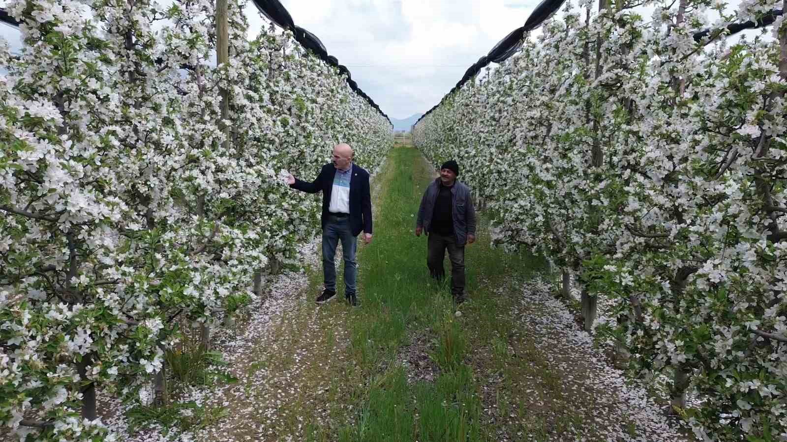 karamanda 16 milyon elma agaci cicek acarak gelinligini giydi 9 6QAbELqI