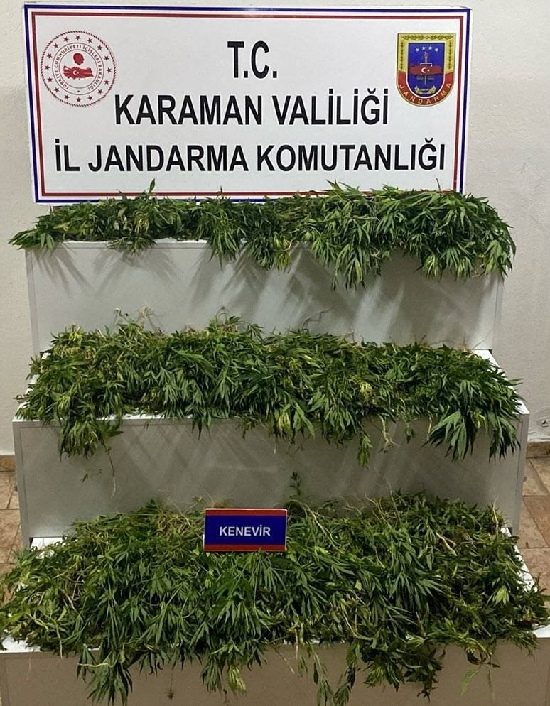 Karaman’da 2 bin 802 kök kenevir ele geçirildi 5 karamanda 2 bin 802 kok kenevir ele gecirildi 1 rVdVdam6