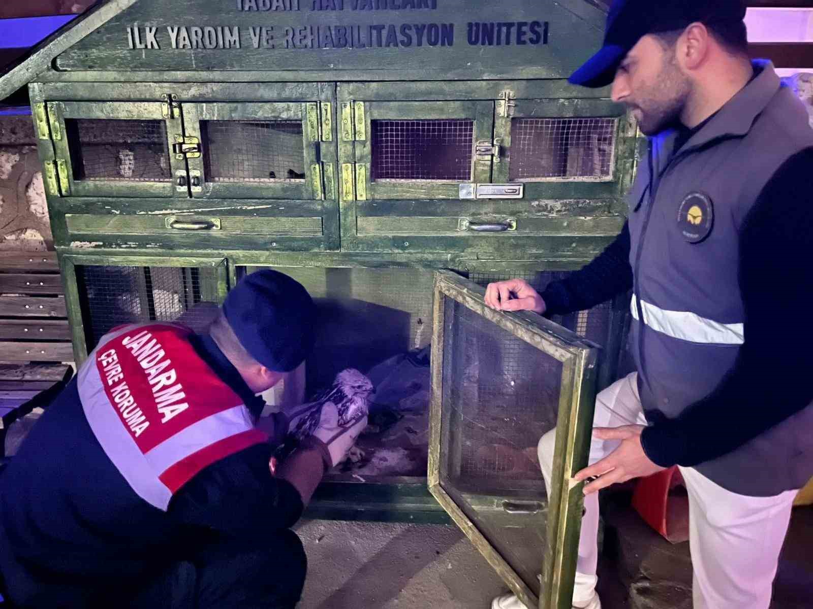 karamanda kizil sahin koruma altina alindi 1 UrVQrvcW