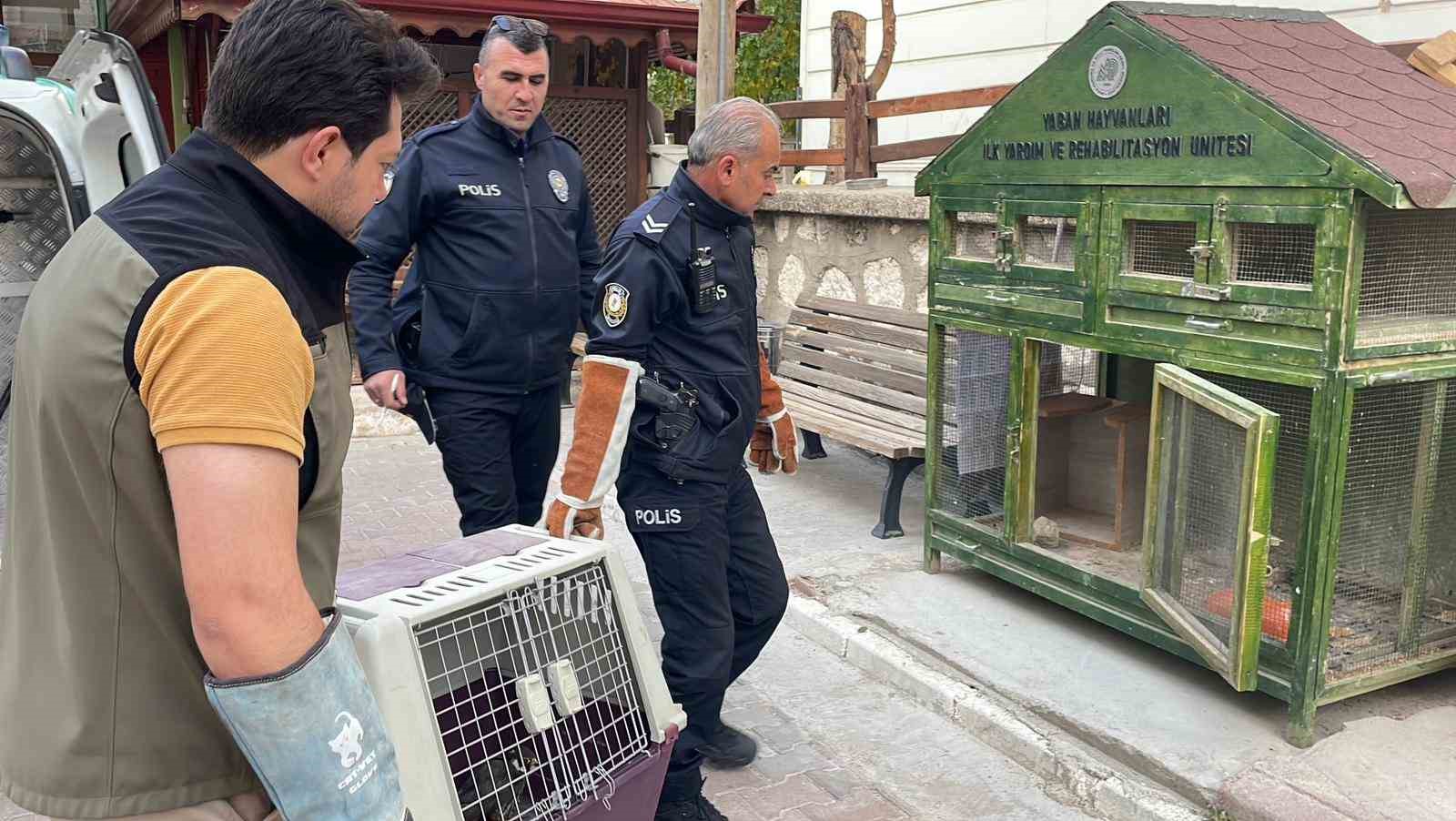 karamanda yarali dogan koruma altina alindi 0 qbaGgsq6