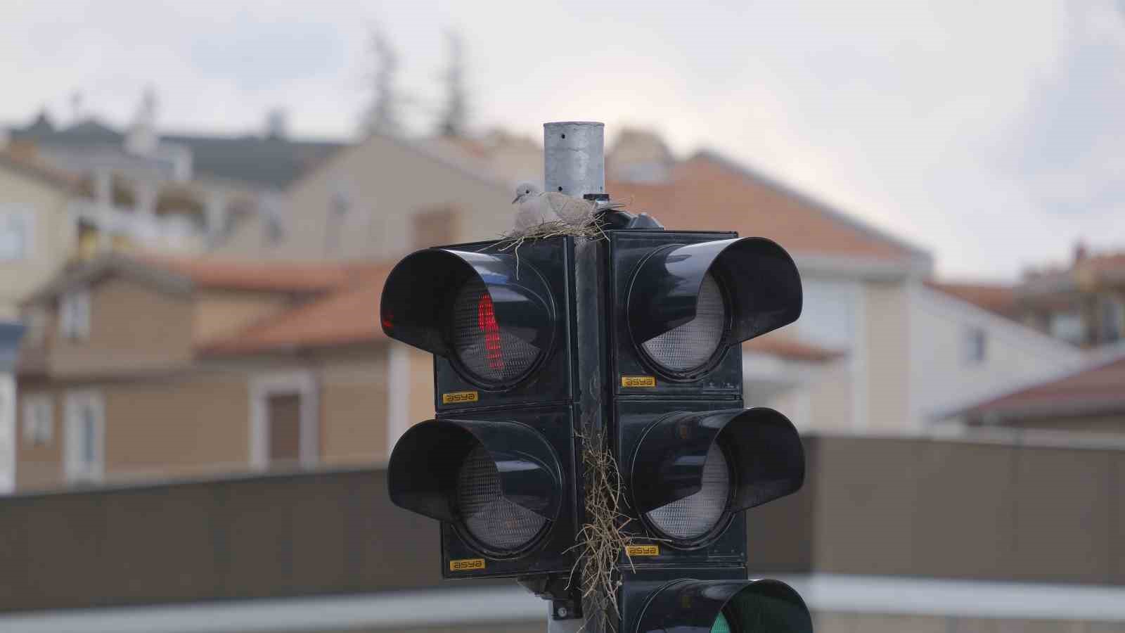 karamanin en islek kavsagindaki trafik lambasina yuva yapan kumru gorenleri sasirtiyor 2 N96L7Fyu