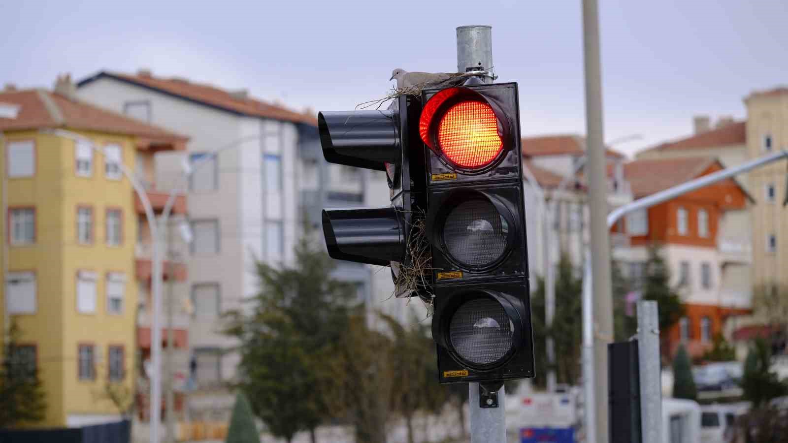 karamanin en islek kavsagindaki trafik lambasina yuva yapan kumru gorenleri sasirtiyor 3 uZVkCfRk