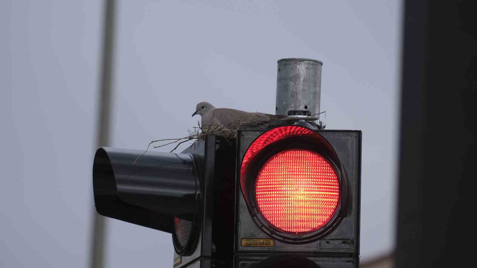 karamanin en islek kavsagindaki trafik lambasina yuva yapan kumru gorenleri sasirtiyor 4
