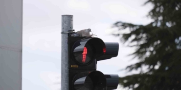 karamanin-en-islek-kavsagindaki-trafik-lambasina-yuva-yapan-kumru-gorenleri-sasirtiyor-HDcpbF9W.jpg