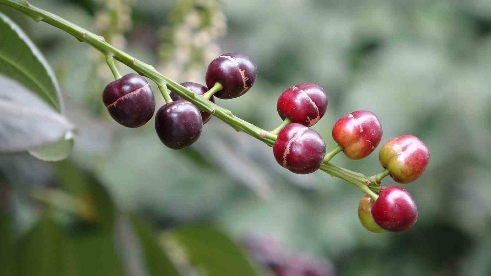 karayemis agaci mevsimine 3 ay kala meyve verdi tadi cok guzel 1 bXIOXAhZ