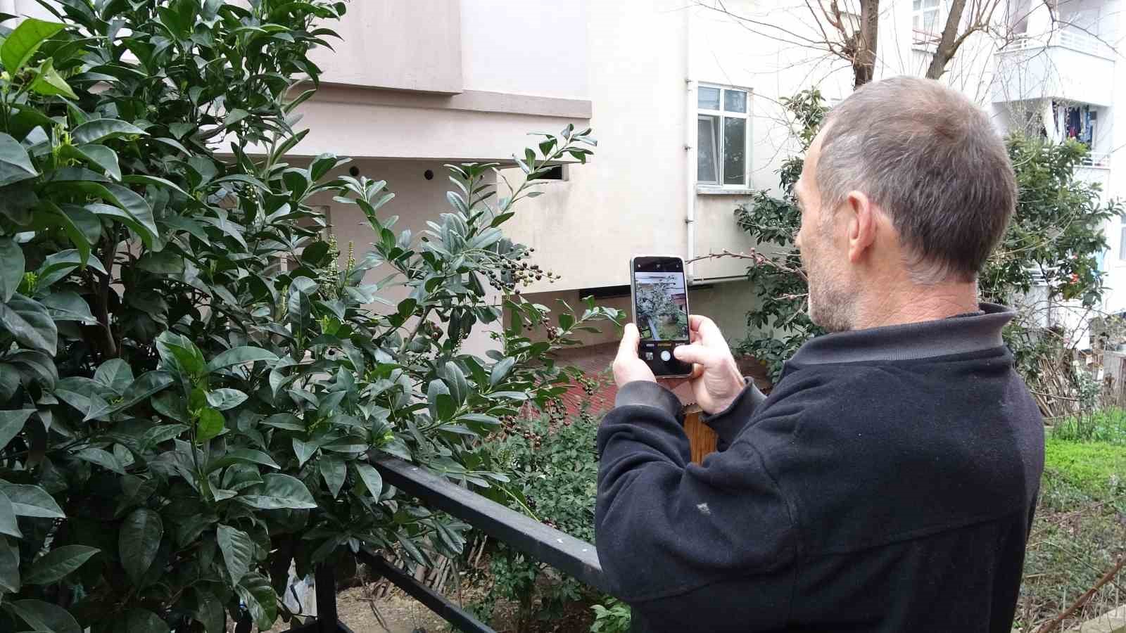 karayemis agaci mevsimine 3 ay kala meyve verdi tadi cok guzel 5 hJrr59ua