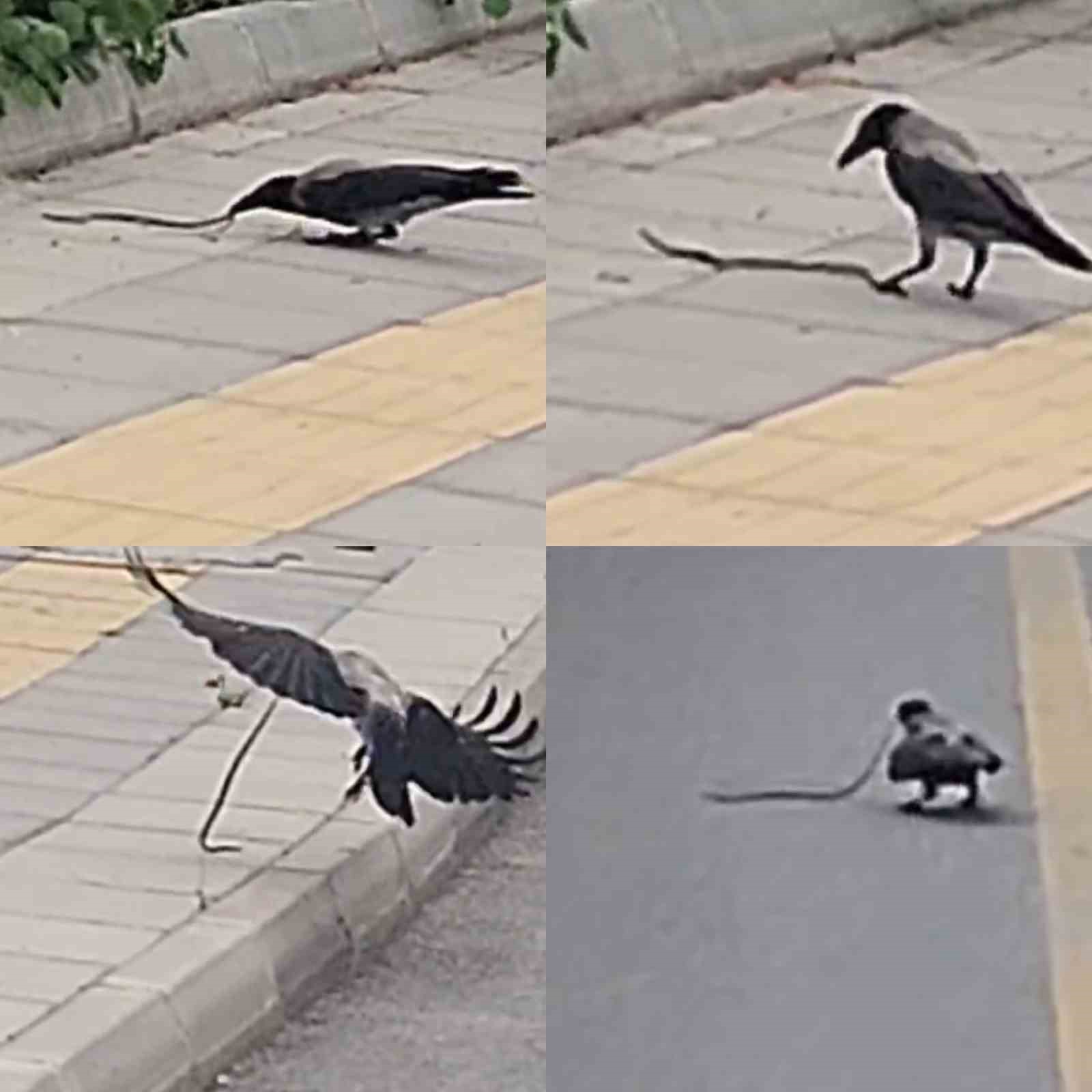 karganin yilan avi kameraya yansidi 0 dnOcllll