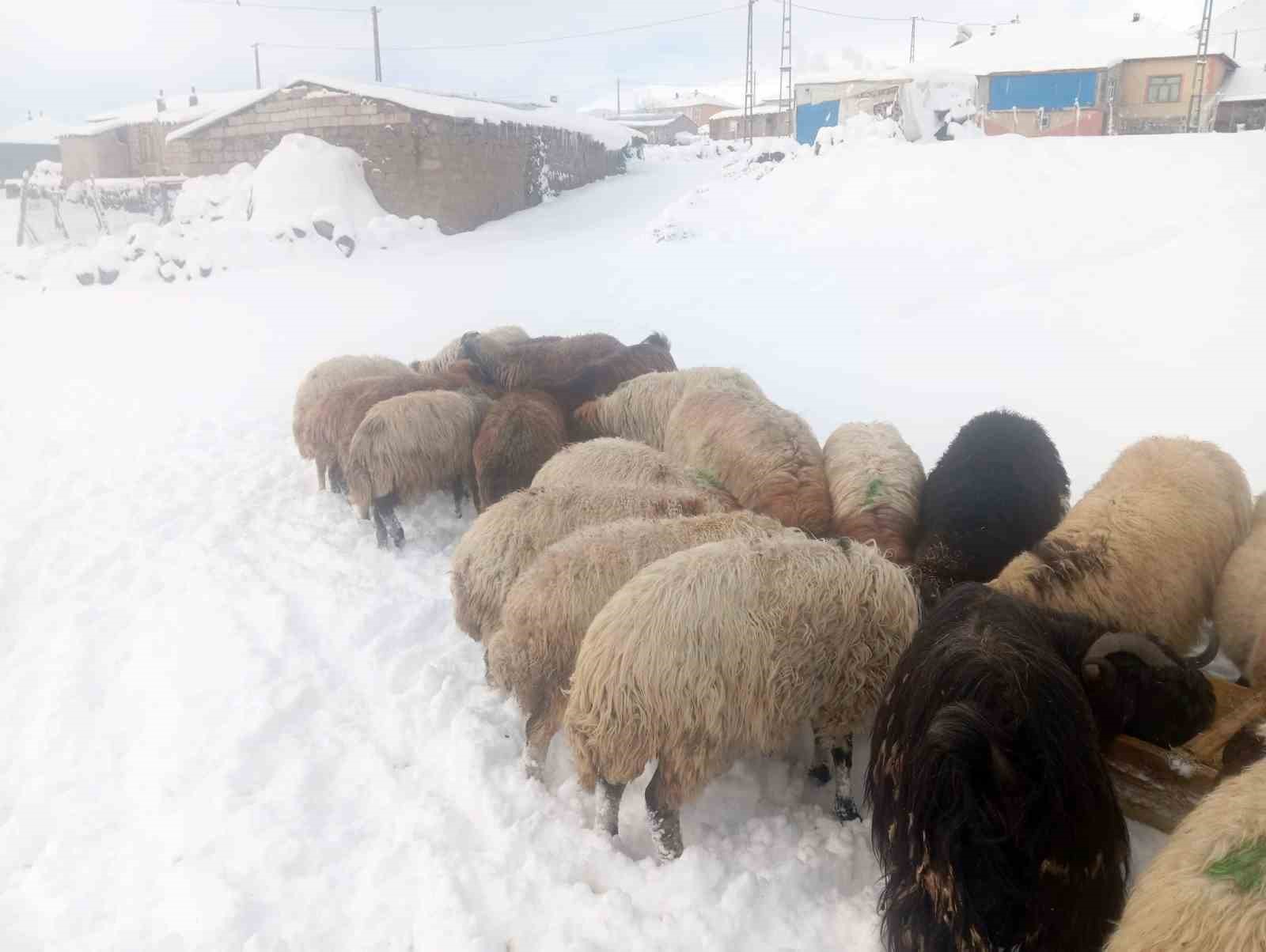 karla birlikte turkiyenin en yuksek koyu kiskilida besiciler zor durumda kaldi 3 YWDdzr2g