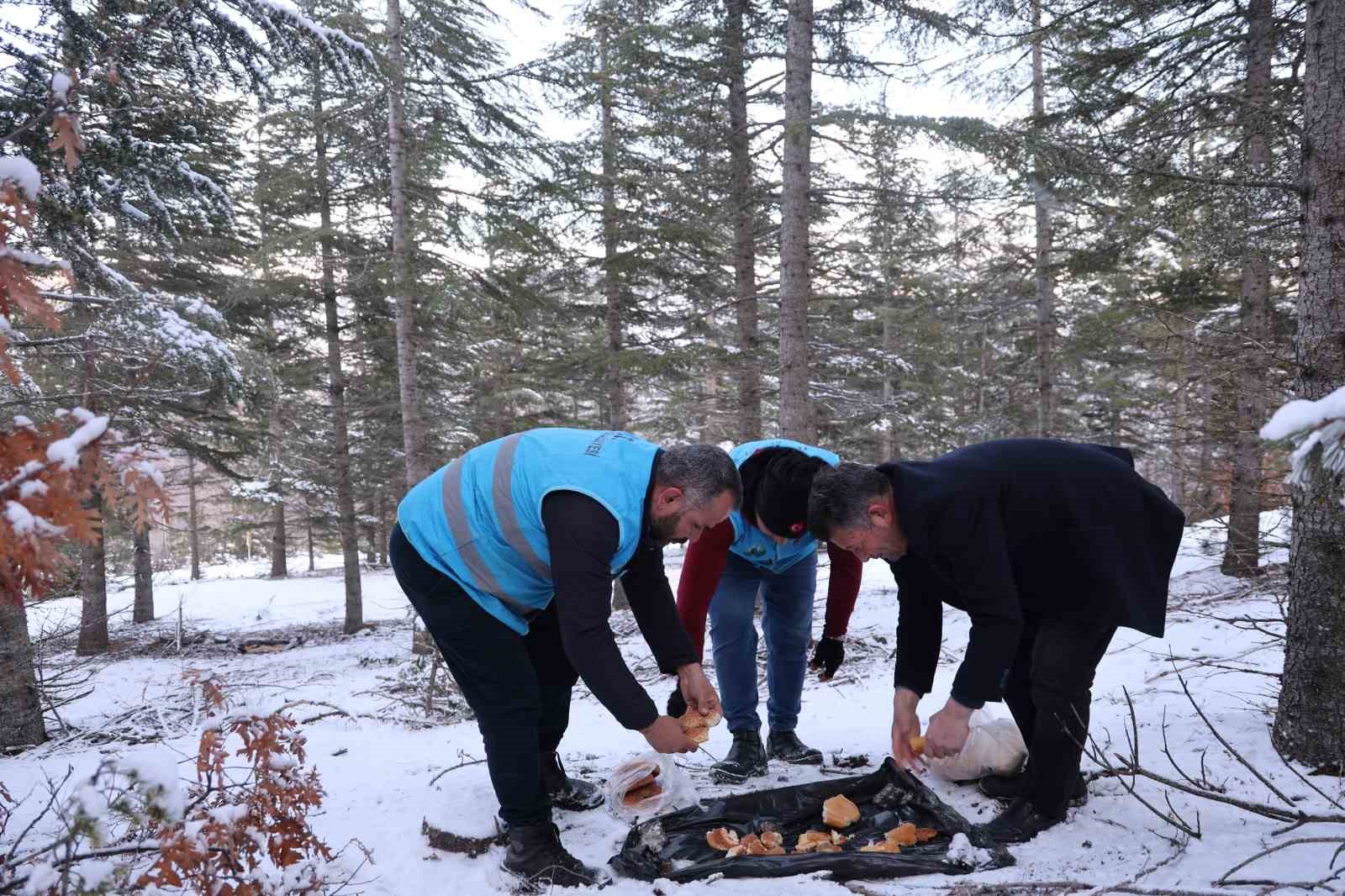 karla kaplanan orman ve yaylalardaki canlilara sefkat eli 1