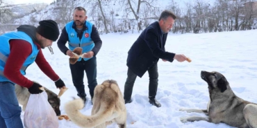 karla-kaplanan-orman-ve-yaylalardaki-canlilara-sefkat-eli-GYFhvuZG.jpg