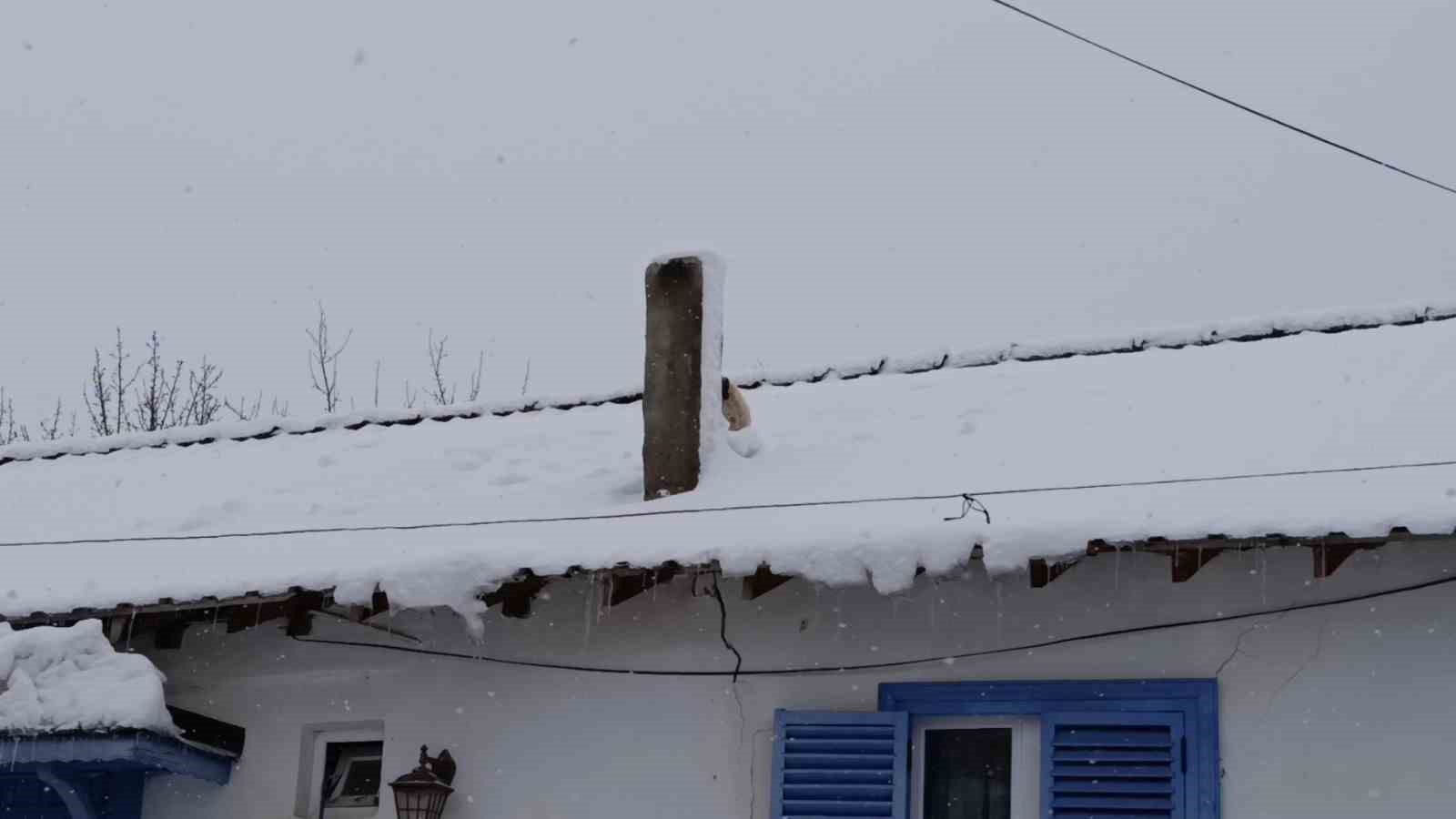 karla kapli catida mahsur kalan minik kopek kurtarildi 0 2PwwrFlb