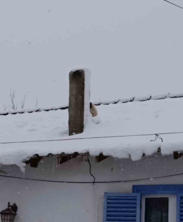 karla-kapli-catida-mahsur-kalan-minik-kopek-kurtarildi-QBZFrDvD.jpg