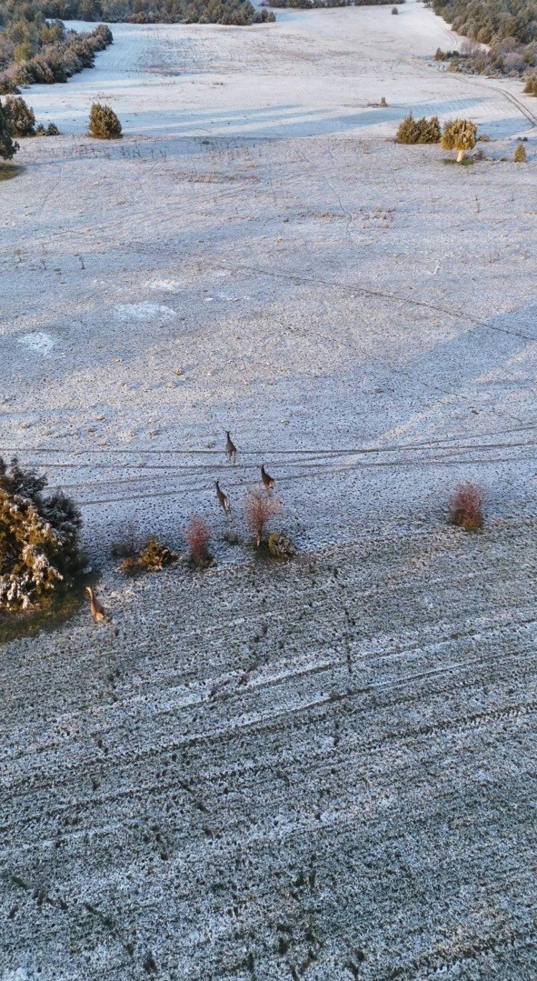 karla kapli daglarda kosusturan geyikler dronla boyle kaydedildi 1 yNY9J6bD