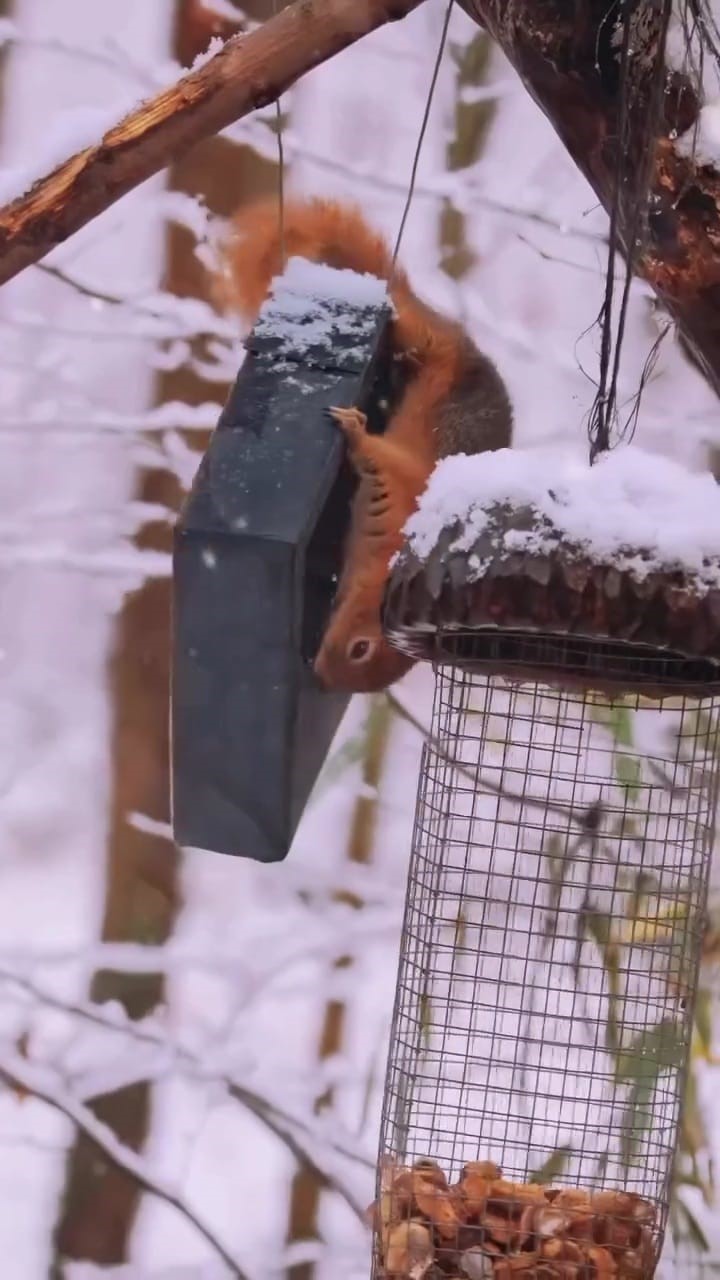 karla kapli kartepede kizil geyik guzelligi 5