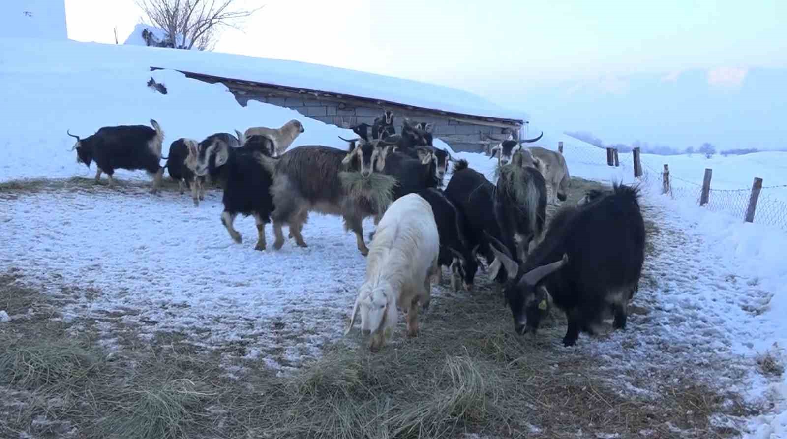 karla kapli mezrada mahsur kalan koylunun imdadina ekipler yetisti 8 6Fsi4BFj