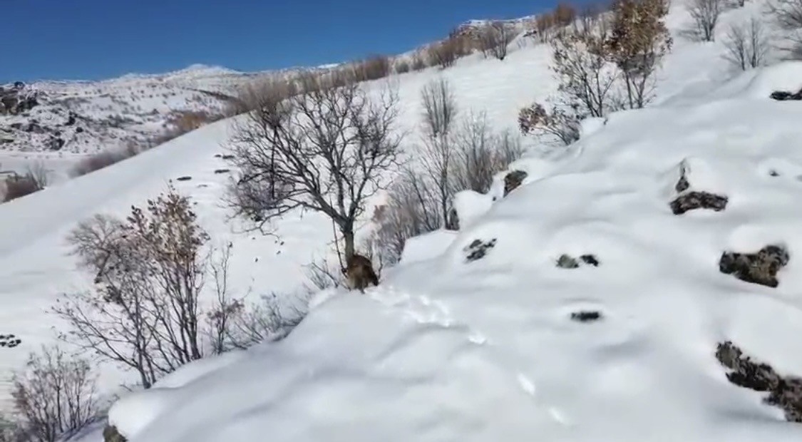 karli daglik alanda yiyecek arayan kurt dronla goruntulendi 5 EmAglbX3