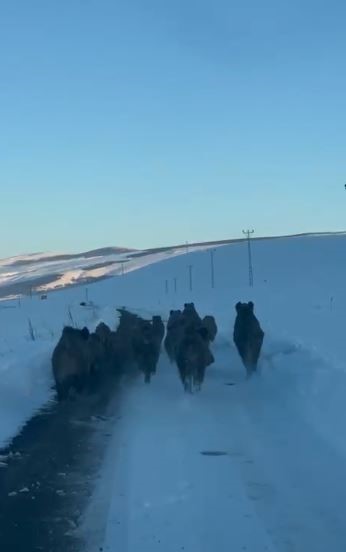 karli koy yolundaki domuz surusu kamerada 3 nKreEvUX