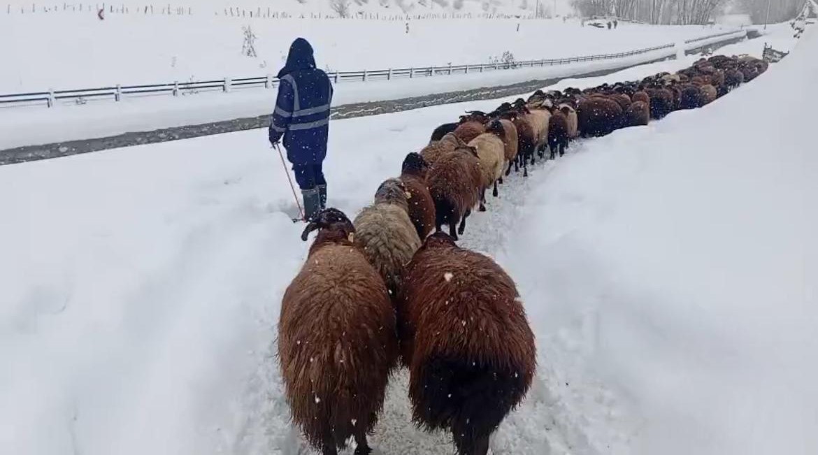 karliovada besicilerin zorlu kis mesaisi 0 UMJuOmeG