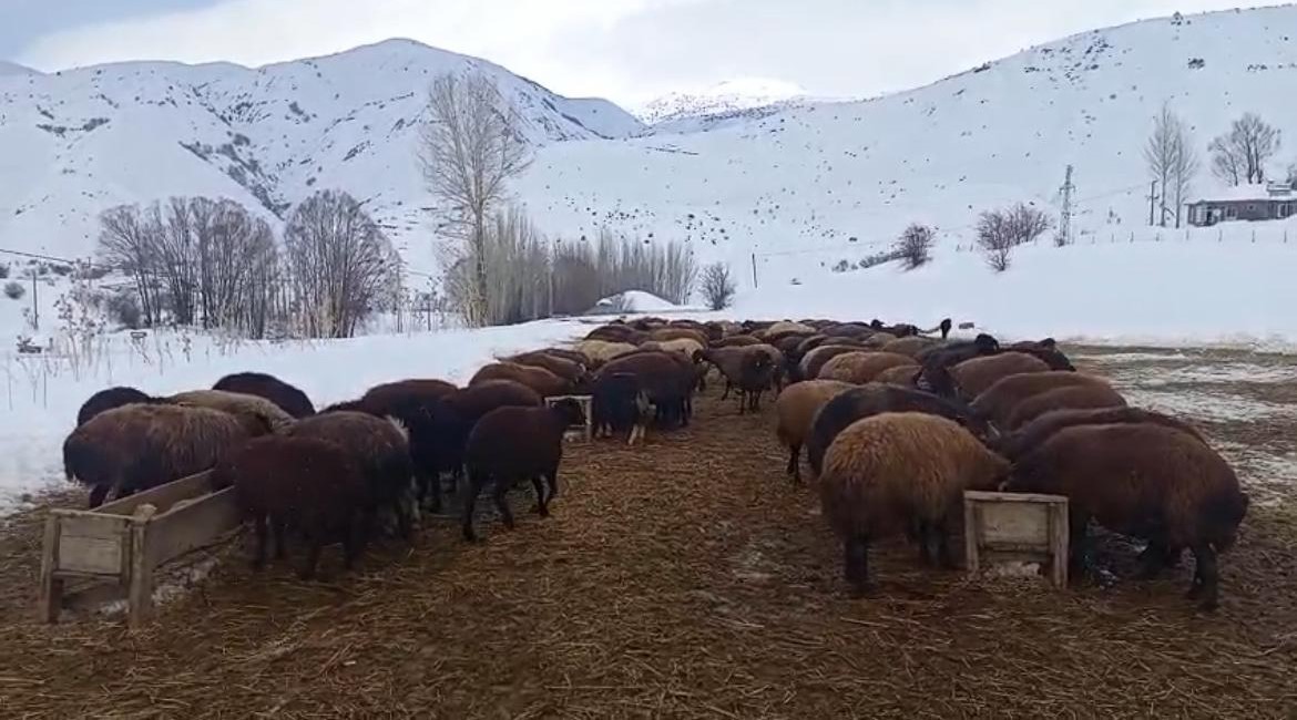 karliovada besicilerin zorlu kis mesaisi 2 QXXbHErc