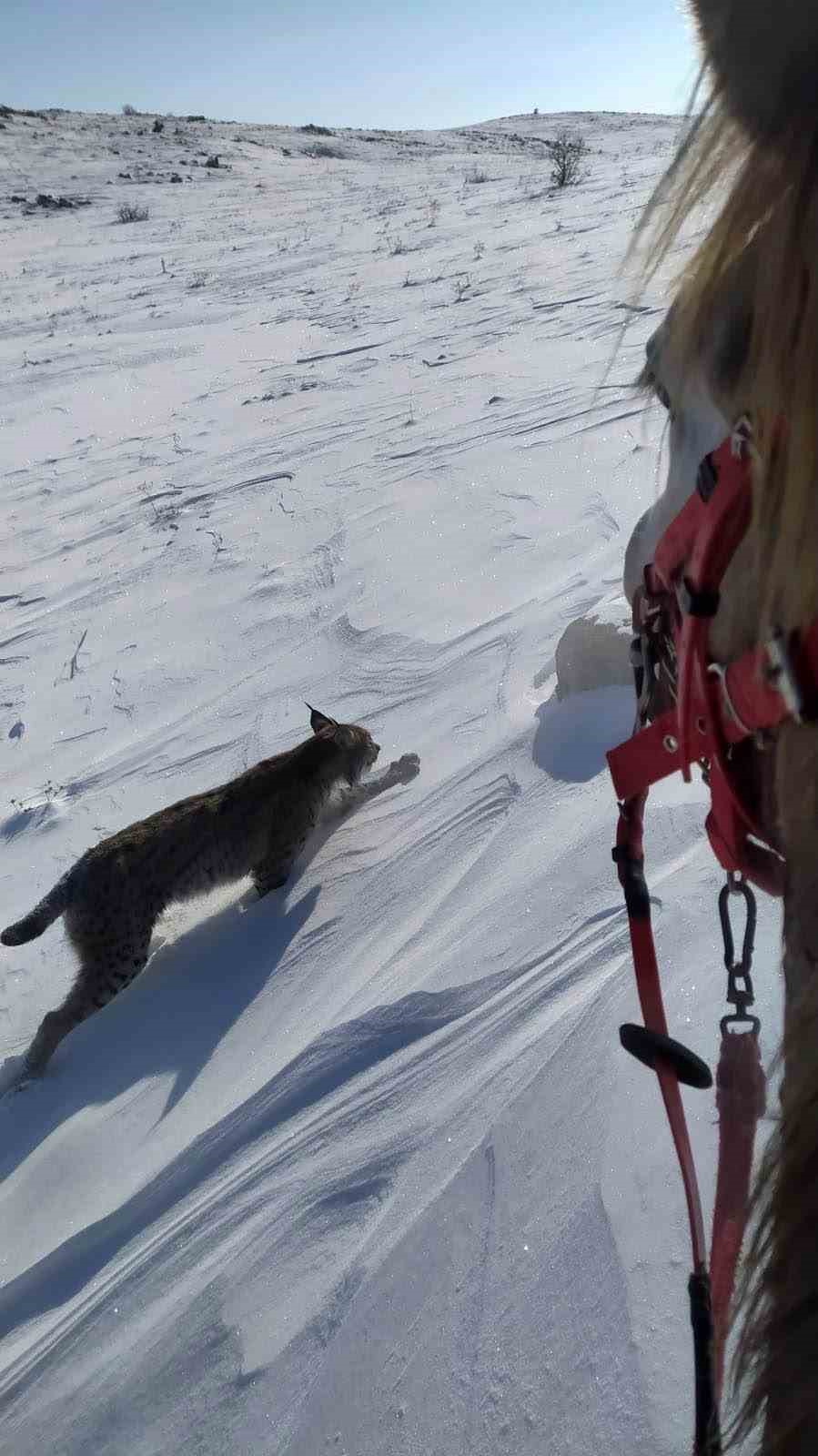 karliovada nesli tukenme tehlikesi altindaki vasak goruntulendi 1 Yl5QauPA