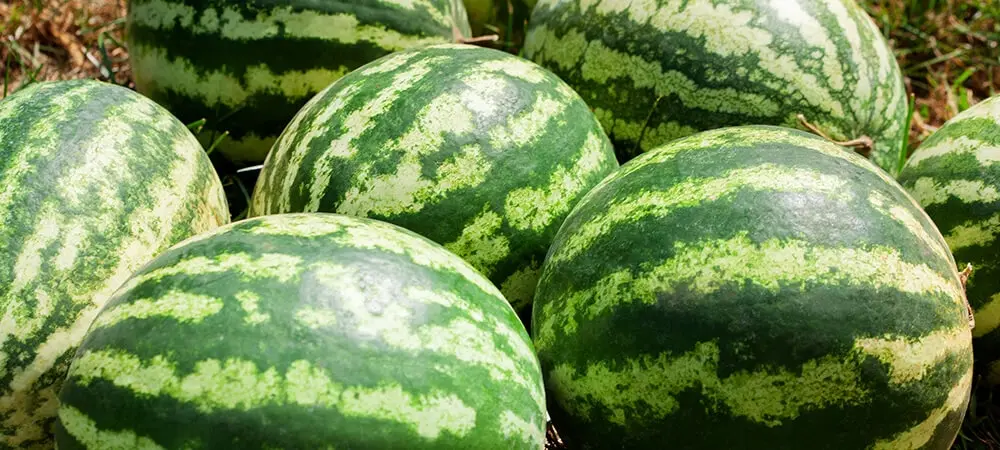 karpuz kilo aldırır mı