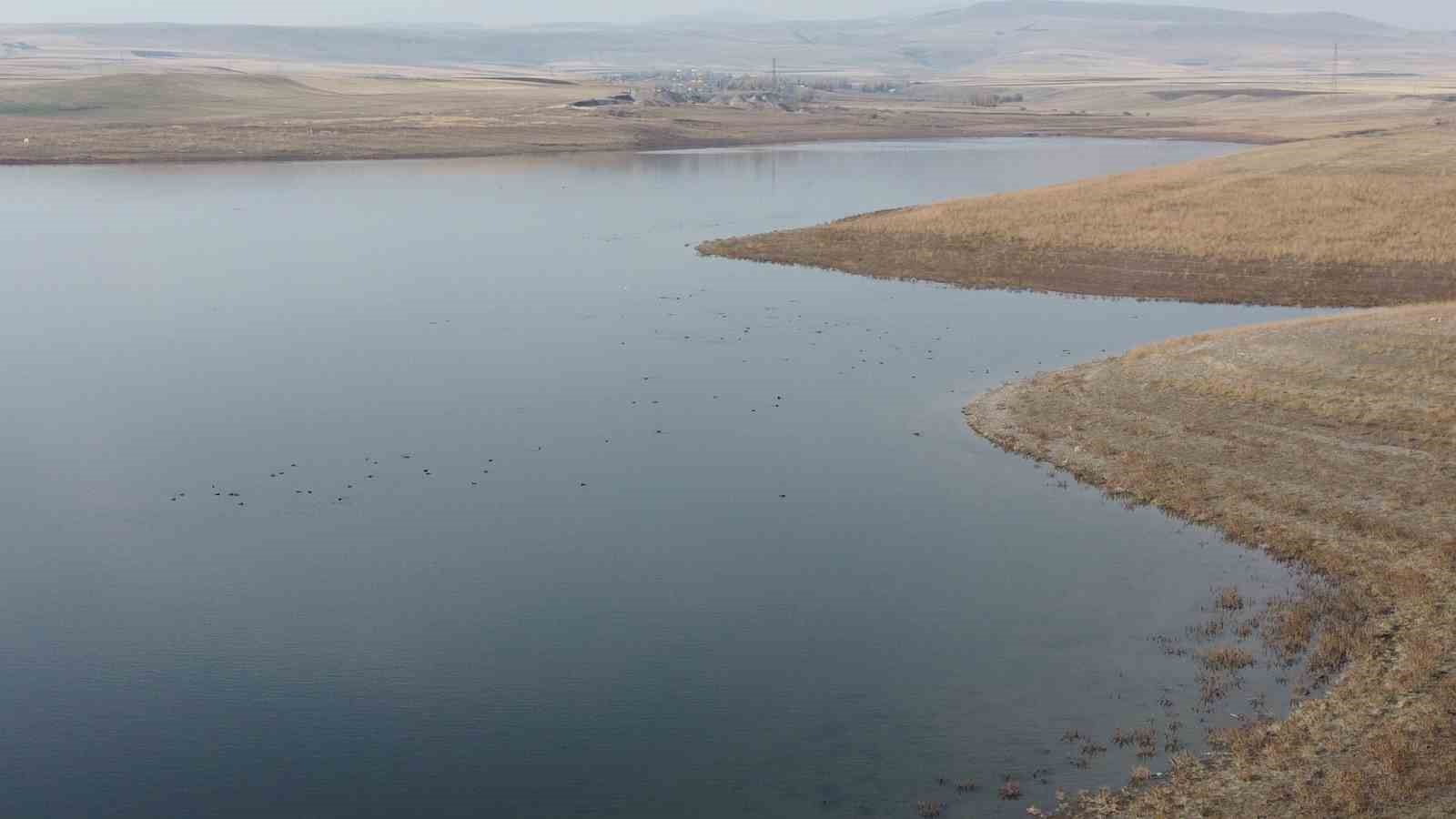 kars baraji gocmen kuslarin yeni mekan 2