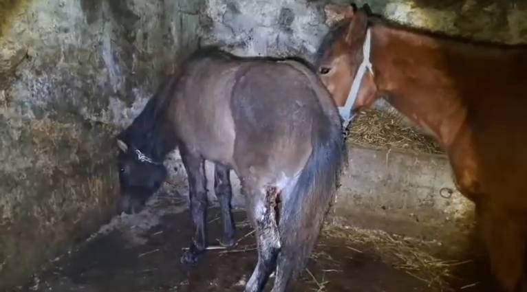 karsta 15 ati ayaklarindan vurdular 0 PkUPjJq9