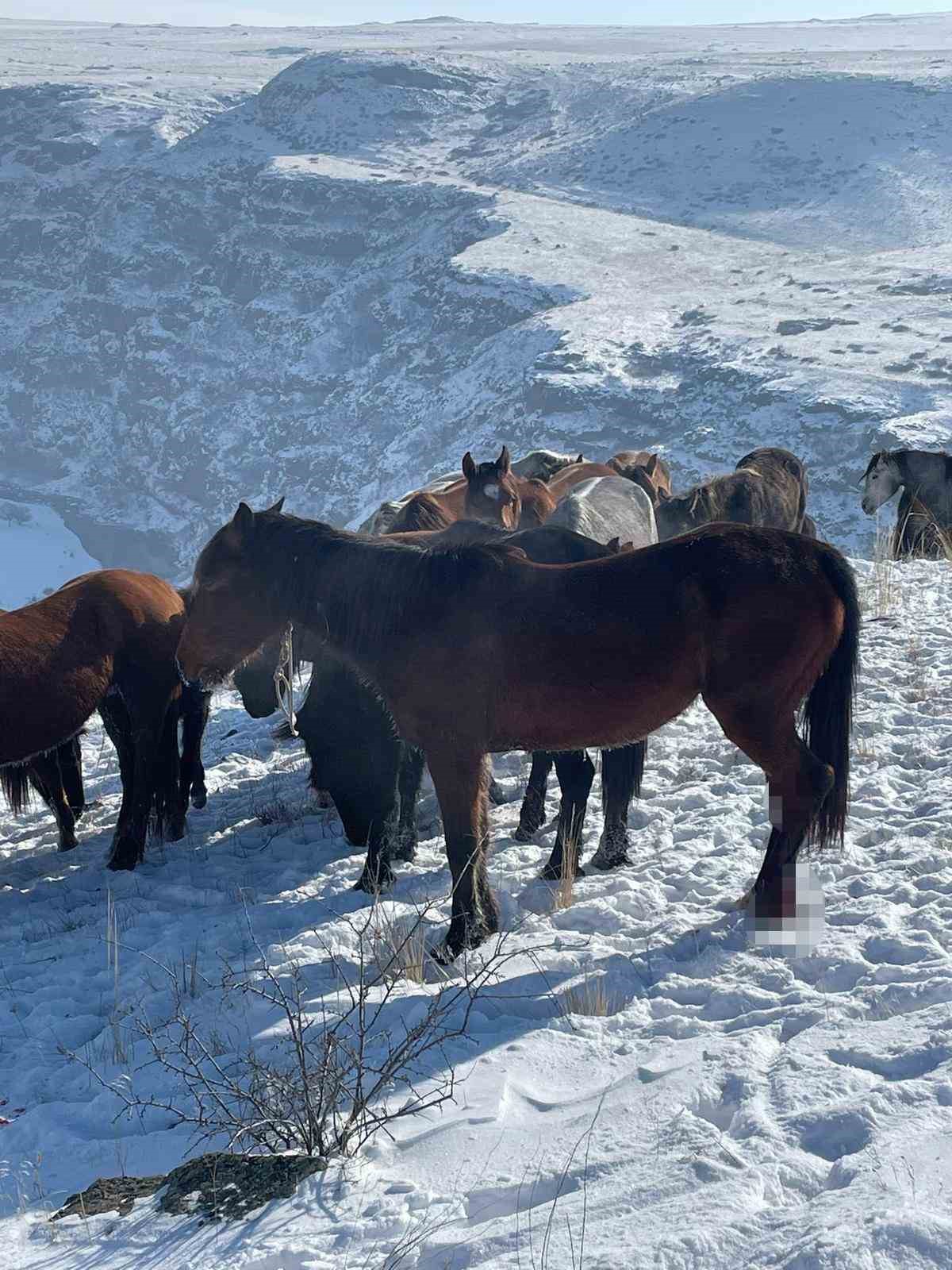 karsta 15 ati ayaklarindan vurdular 1 GG5DD84M